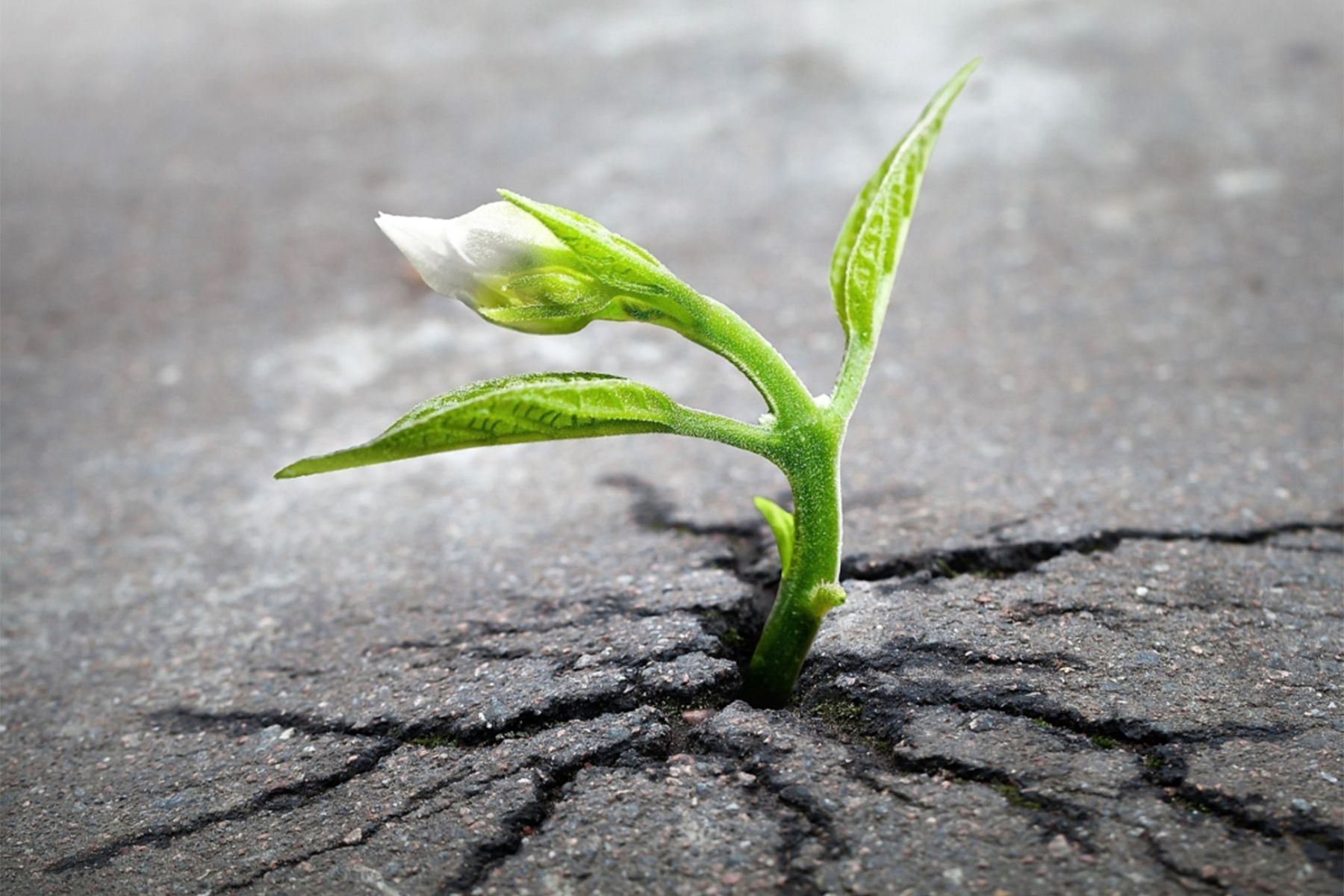 Mindset in sales training